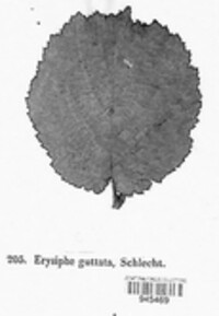 Phyllactinia guttata image